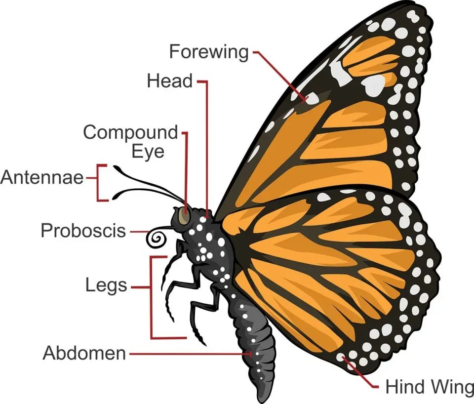 Uncover 3 butterfly facts: incredible revelations