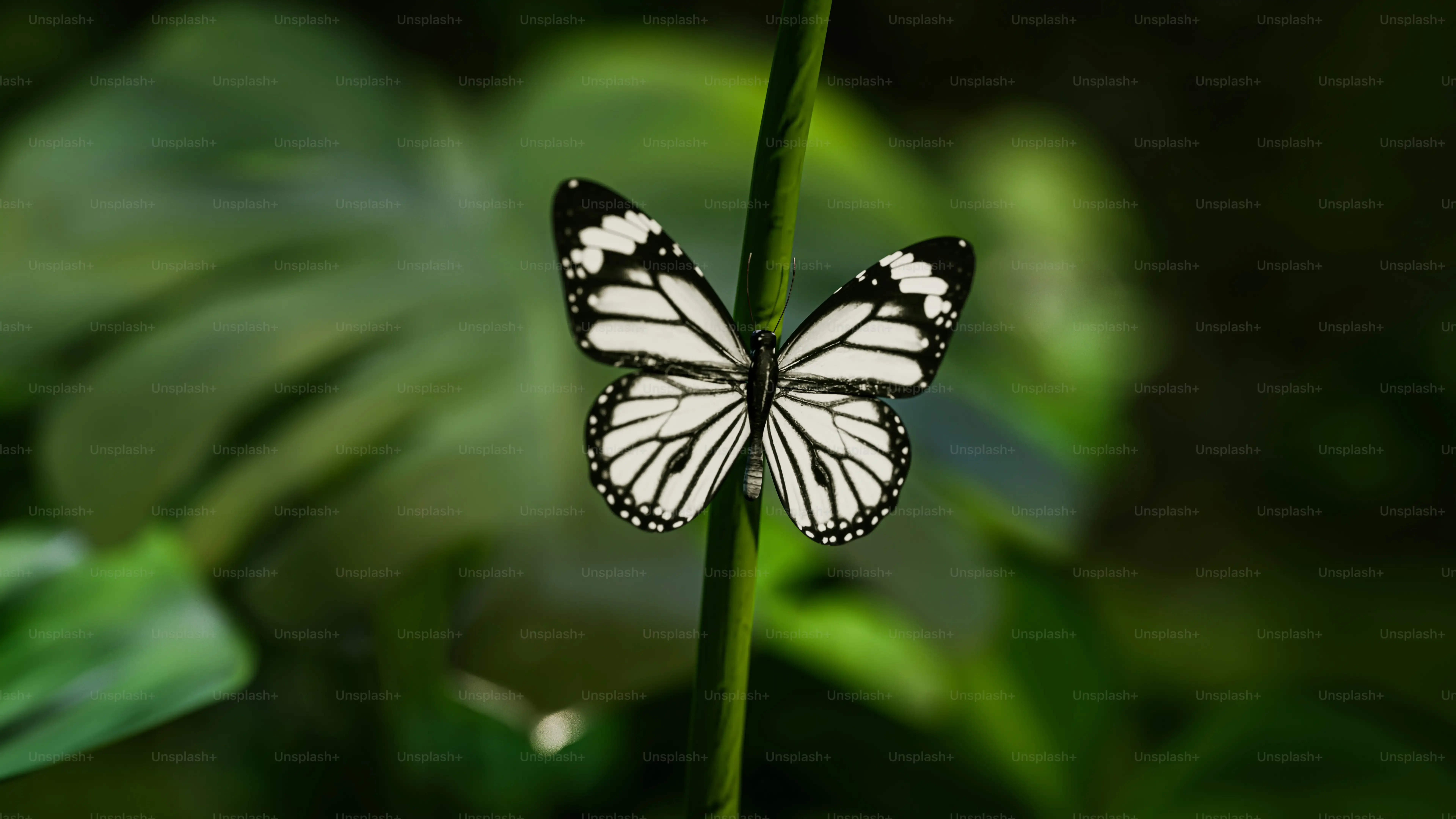 Beyond These 3 Butterfly Facts: Seeing Butterflies Differently