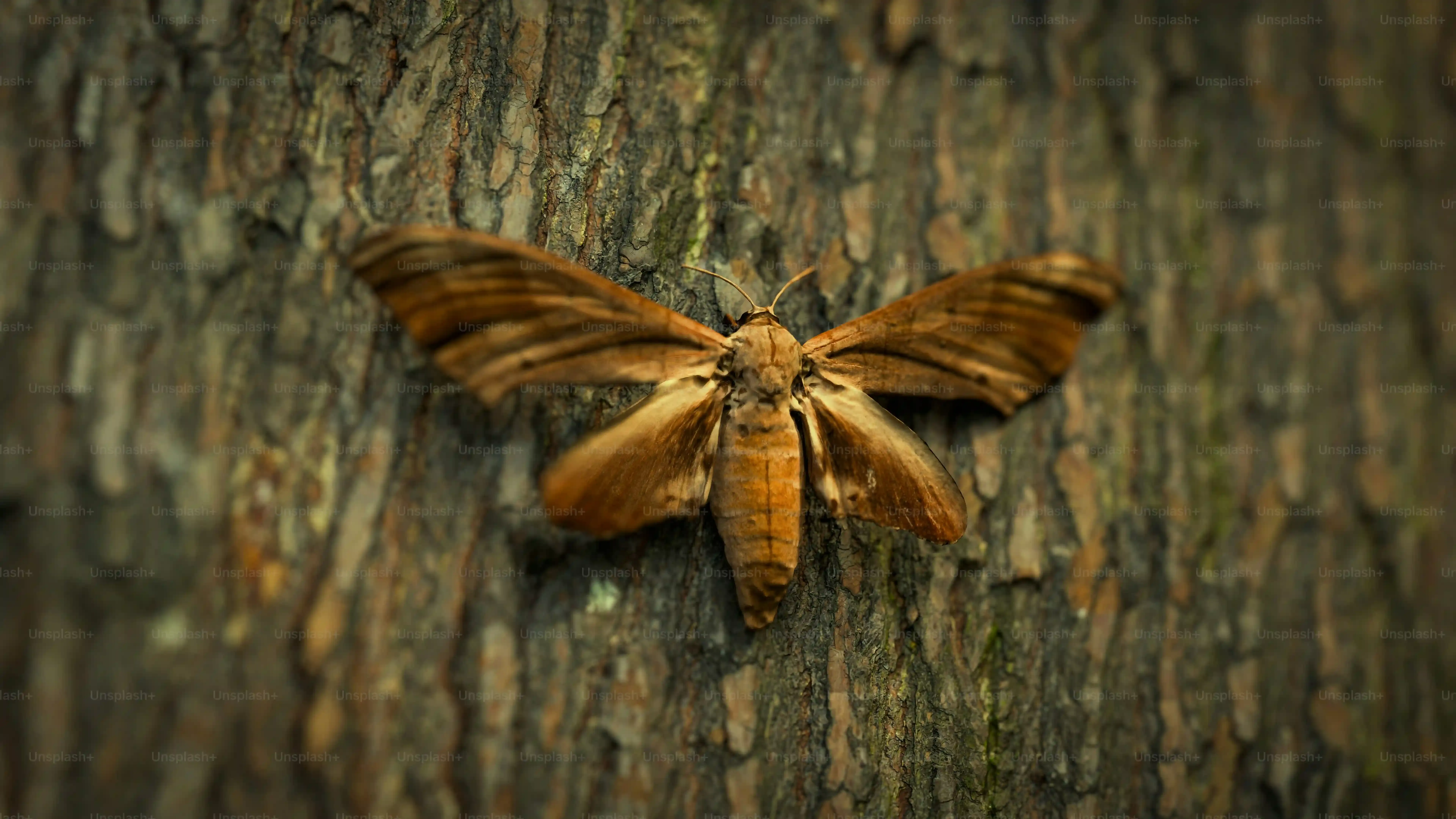 Is the Butterfly Cut Right for Your Hair Type and Face Shape?