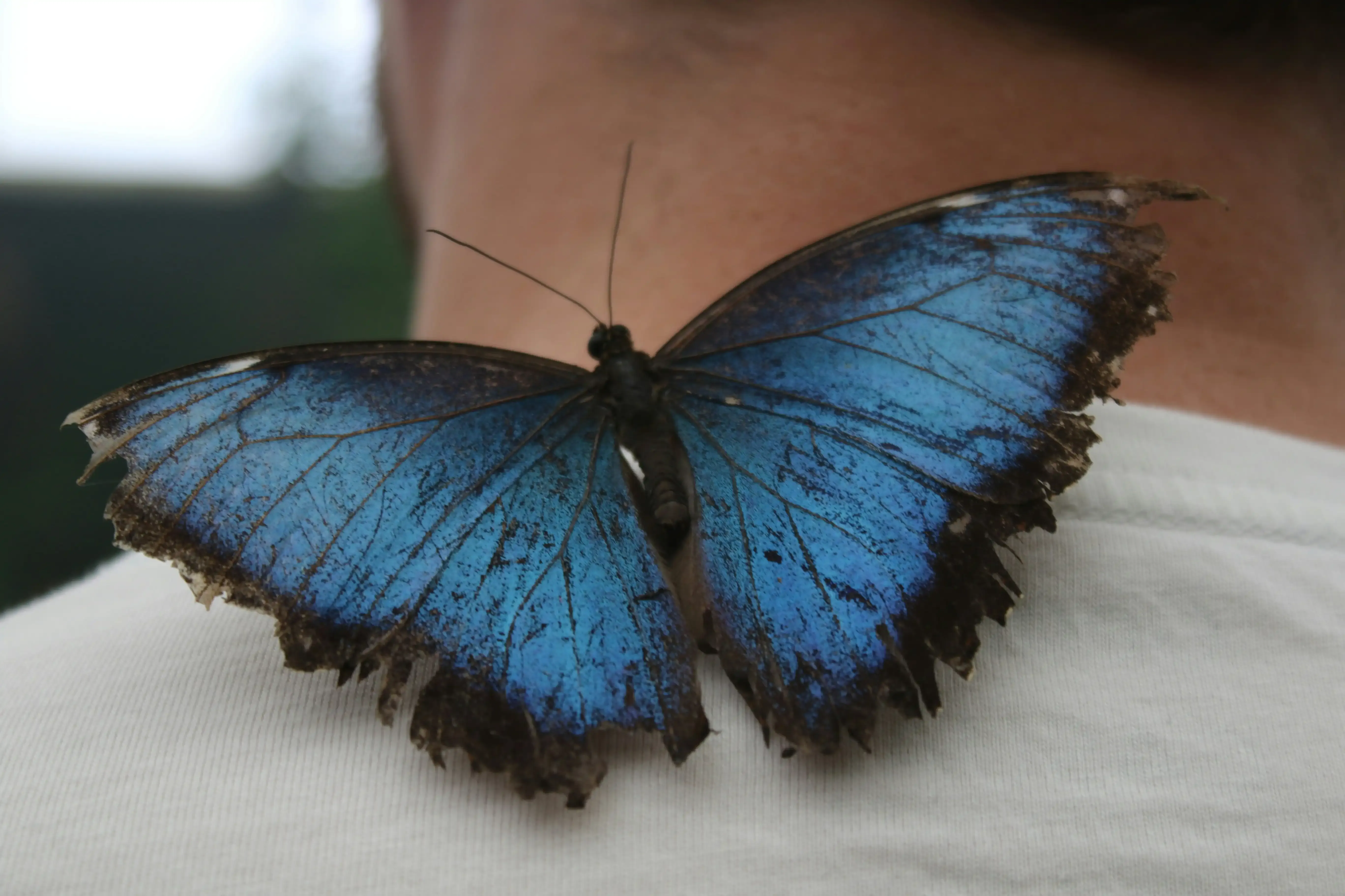 Maintaining Your Butterfly Cut: Beyond the Initial Cost