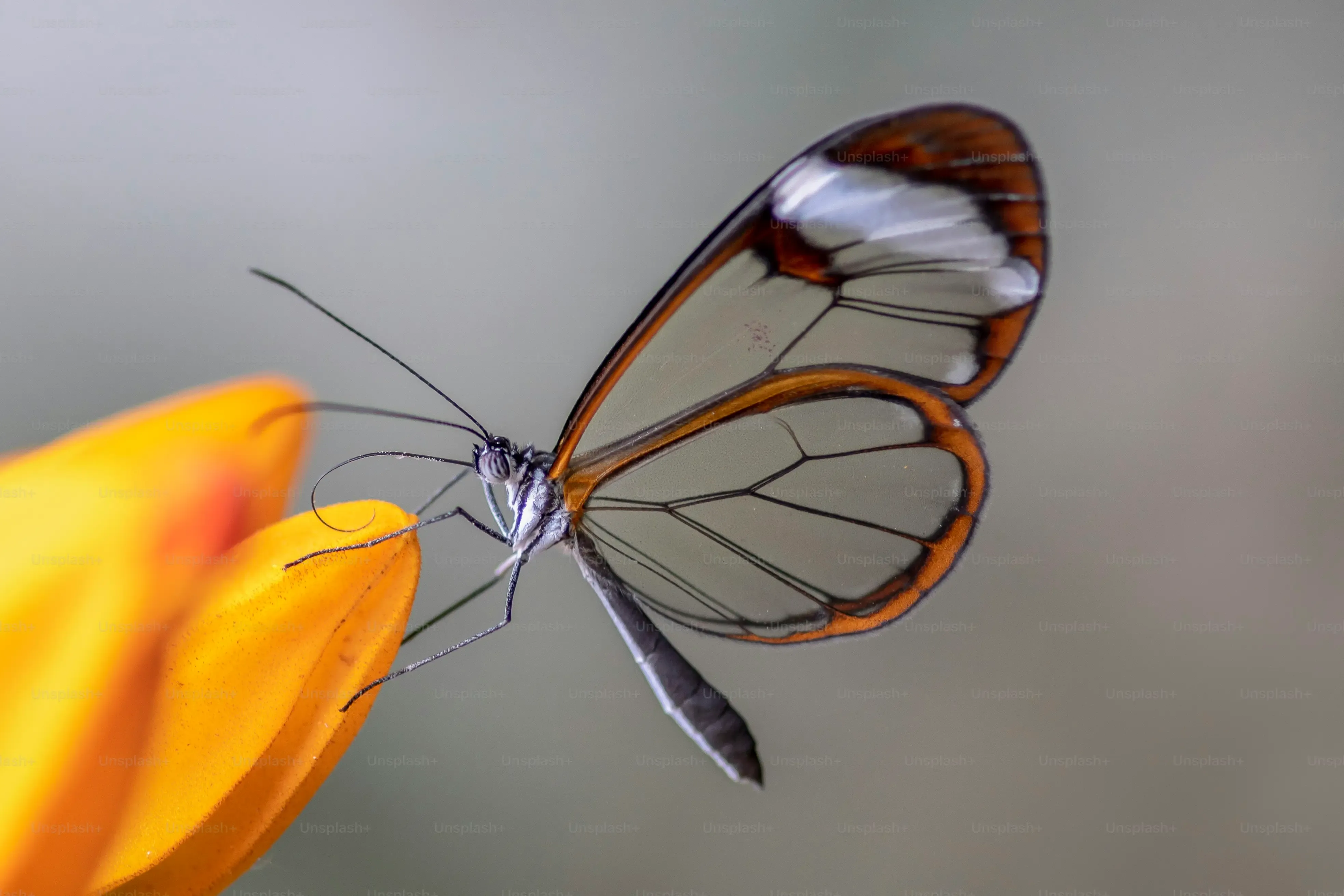 StepbyStep Guide to Your Butterfly Cut Long Hair DIY