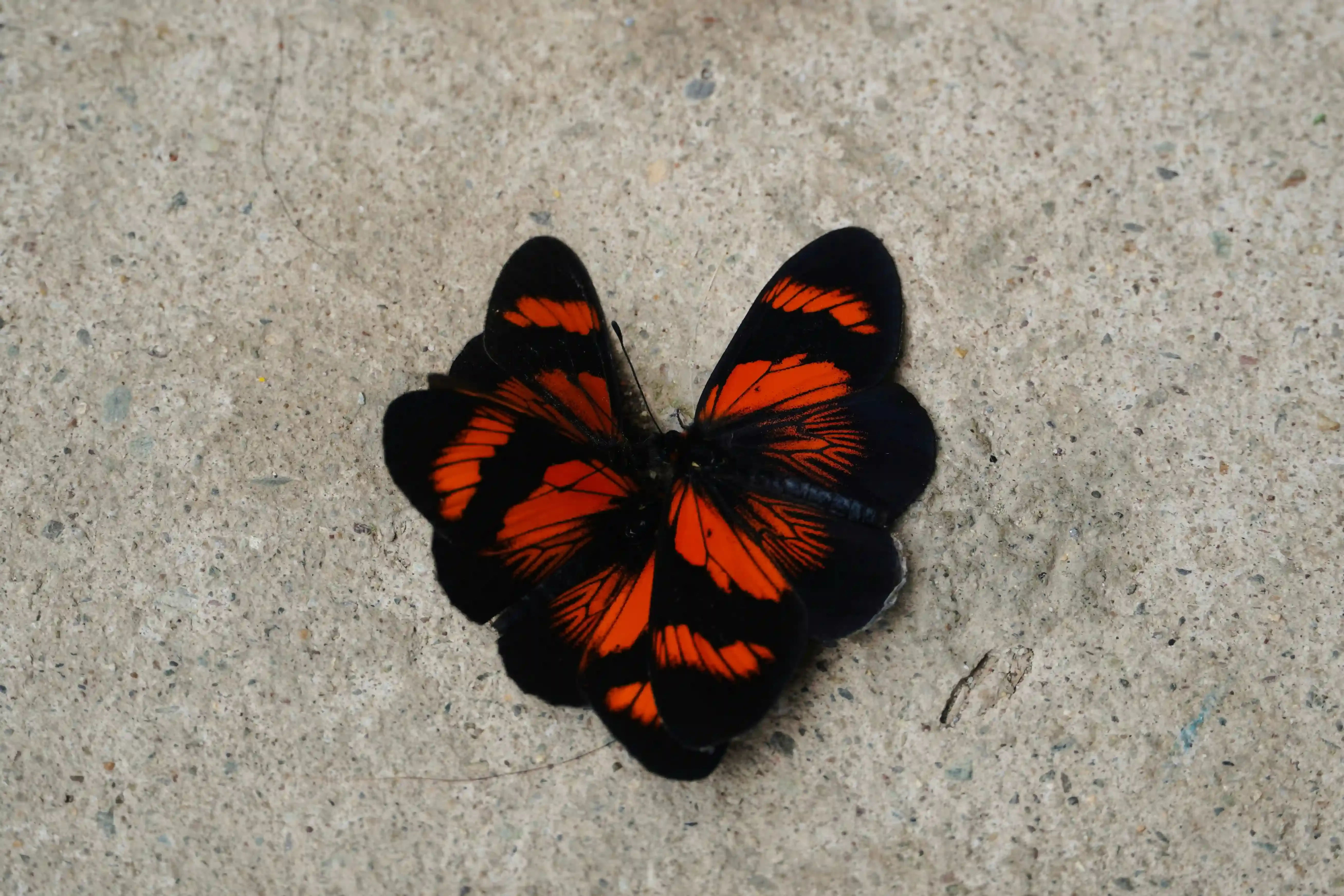 Styling and Caring for Your Butterfly Cut 2c Hair