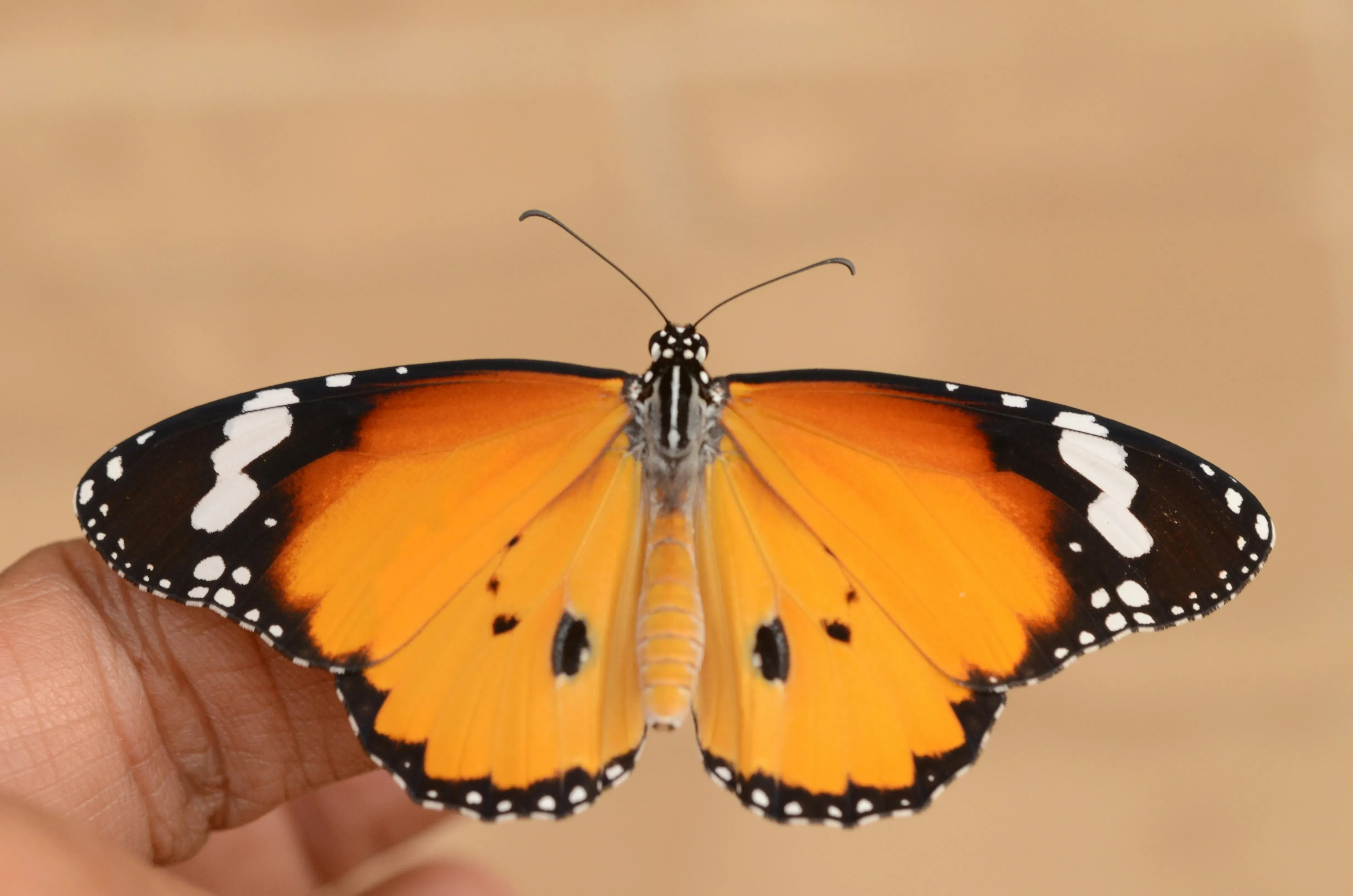 Styling and Maintaining Your Butterfly Cut Indian Hair