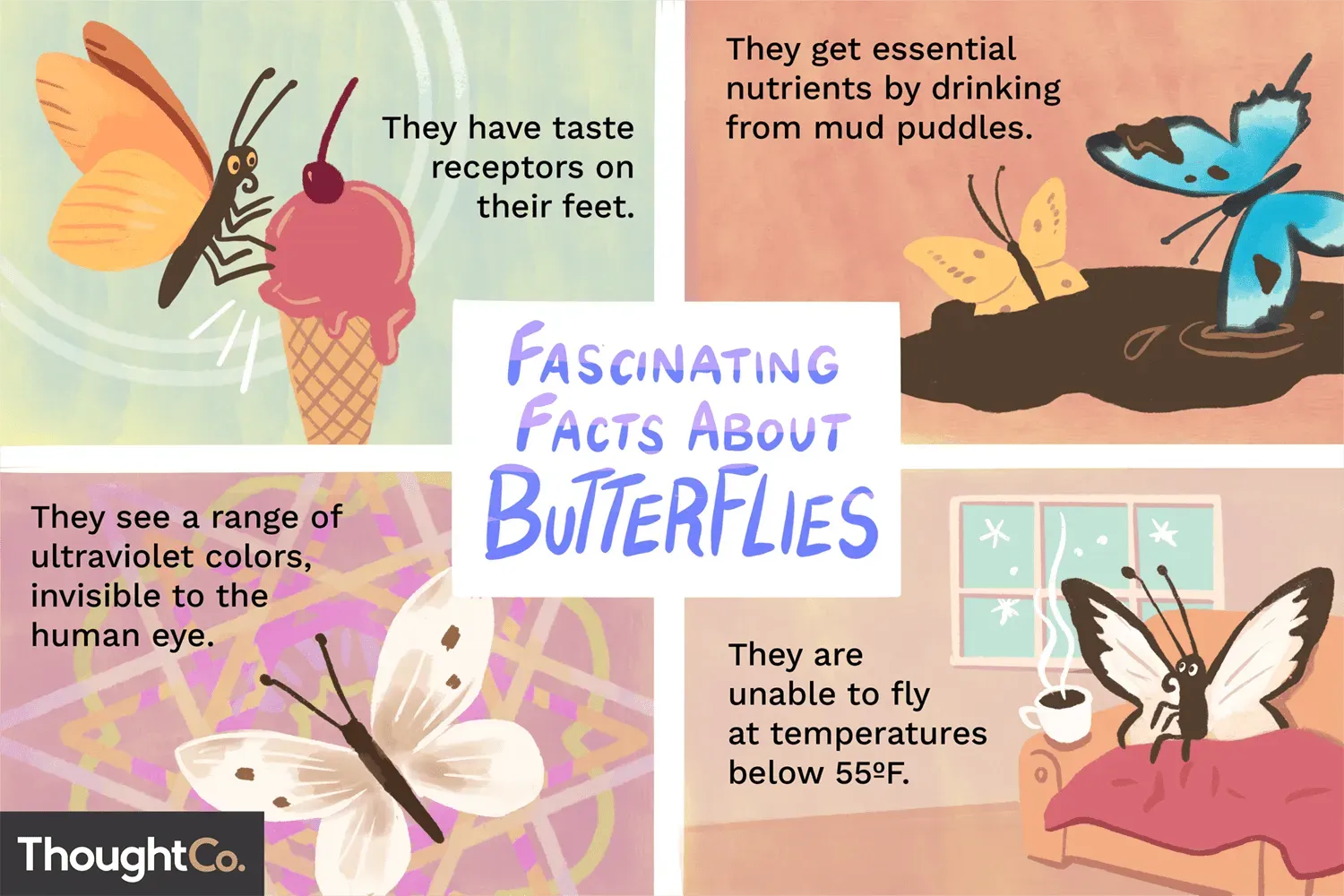 Tasting with Their Toes? One of the Wildest 3 Butterfly Facts