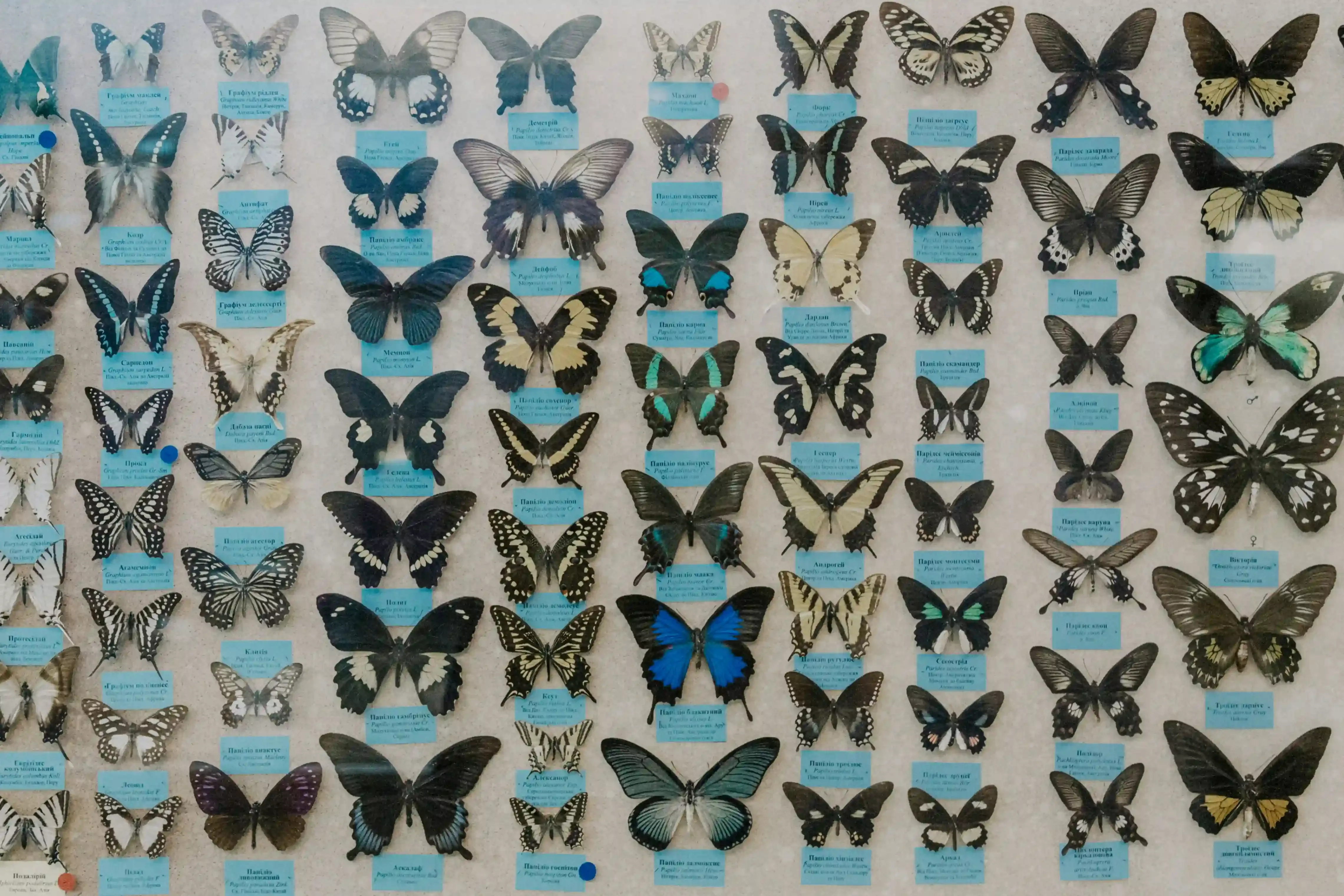 The Resurgence: Why the Butterfly Cut 90s is Back