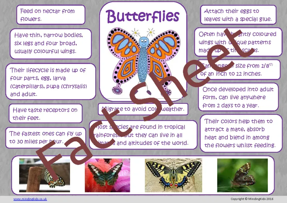 Uncovering a Core Butterfly Fact: Those Transparent Wings